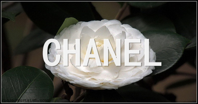 钟爱的不过是纯白的山茶花Coco Chanel(图12)